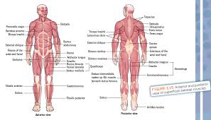 Muscles are all made of the same material, a type of elastic tissue (sort of like the material in a rubber band). Muscles Computers