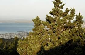 Η πυροσβεστική εντόπισε 4 διαφορετικές εστίες φωτιάς στο δάσος του σέιχ σου! Gia Peripato Sto Seix Soy