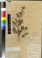 Image result for Indigofera mimosoides