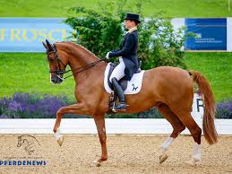We did not find results for: Video Isabell Werth And Bella Rose Of Course Today S Absolute Highlight Horse2rider