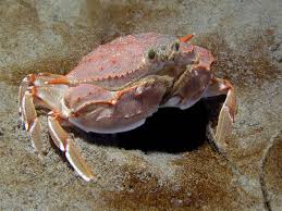 Image result for Cribbia brachyceras