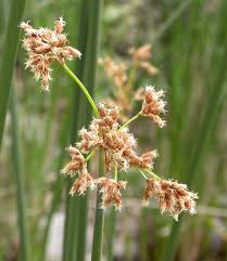 Image result for Schoenoplectiella juncea