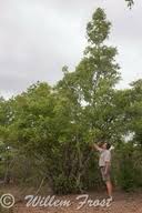 Image result for Diplorhynchus condylocarpon