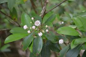 The mountain laurel is a shrub that is native to the area and produces pink and white flowers every year. Peak Season For Pennsylvania S State Flower 15 Facts About Mountain Laurel Pennlive Com