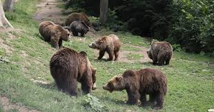 Bears can run more than 60 kilometers an hour, and they can do it up hills, down hills or along a. Livestream Watch Rescued Bears At Romania Sanctuary World Animal Protection
