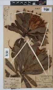 Image result for Brownleea galpinii