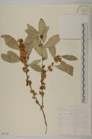 Image result for Maytenus undata