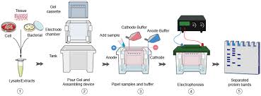 How does western blot work. Western Blot Protocols Part 1 Creative Diagnostics