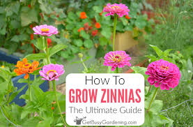 I've found that zinnias rival any other flower for attractive hummingbirds and butterflies. How To Grow Zinnias The Ultimate Guide Get Busy Gardening