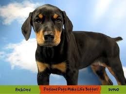 I'm looking to buy a puppy soon but i want to get one from a good breeder. Doberman Pinscher Puppies Petland Pets Puppies Chicago Illinois