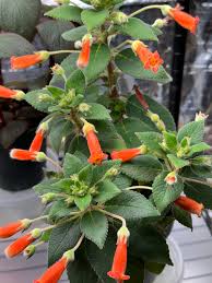 Image result for Kohleria