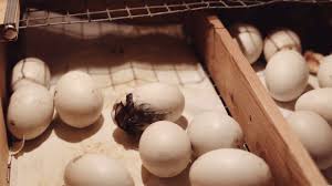 Enten den zugang zum gewässer ermöglichen. Kunstbrut Schlupfen Enten Sv De Youtube