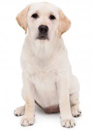 Find what you need at booking.com, the biggest travel site in the world. Canaan Pet Resort Pet Resort Dog Boarding Dog Grooming Dog Training Pet Stay Pet Boarding Pet Training Swimming For Dogs Resort For Dogs Hotel For Dogs Pet Boarding Services In Bangalore India