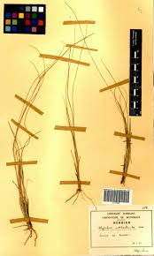 Image result for Rhytachne