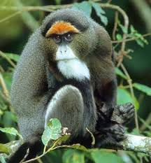 Image result for Thomandersia congolana