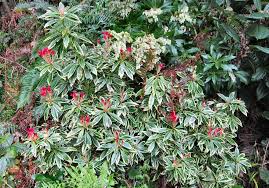 We did not find results for: Photo Of The Entire Plant Of Japanese Andromeda Pieris Japonica Flaming Star Posted By Strever Garden Org