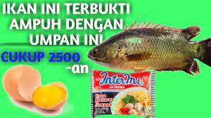 Umpan Ikan Betok Yang Paling Ampuh Youtube