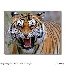 Angry Tiger Postcards Zazzle Com Angry Tiger Animals Wild Tiger Attack