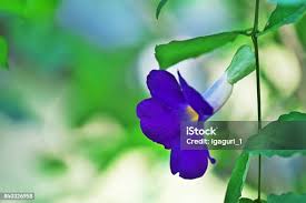 Image result for Thunbergia vogeliana