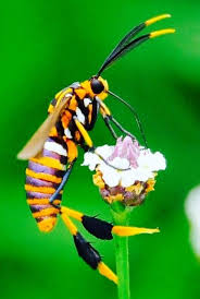 All Black Bug That Looks Like A Wasp This Is A Texas Wasp Moth But It Just Looks Like A Fancy Wasp To Me Animals Beautiful Bugs Insects