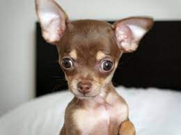 Il chihuahua toy è un cane decisamente minuscolo, non si misura spesso con i cm al garrese ma direttamente e solo in kg. Vendita Di Chihuahua A Perugia A Prezzi Economici Con Garanzia Cuccioli Chihuahua Toy E Mini Toy