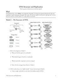 3.)free nucleotides are attracted to exposed bases on the loose strands of dna. Dna Structure And Replication Worksheet