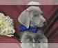 Puppies For Sale | PuppySpot