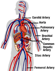 Arteries that carry blood pumped from the heart — these are the largest and strongest veins that return blood to the heart capillaries, which are tiny vessels that connect arteries and veins, and allow blood to come into close contact with tissues for the oxygen, carbon dioxide, food and waste Vascular Disease Stony Brook Medicine