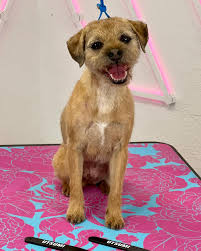 Image result for border teriér