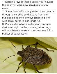 Stink bugs are a nuisance to homeowners and business owners who have the misfortune of having these pests make around eaves and soffits. How To Get Rid Of Stink Bugs Dawn The Soapy Water Spray Drops Them A Shame You Can T Use It In The House Stink Bugs Pest Control Diy Pest Control