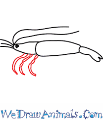 Finally, we'll need an empty jar and tape. How To Draw A Shrimp
