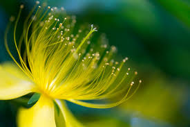 When gifted on birthdays, they bring smile. Images Of Nature Beauty Flowers Beautiful Flower Photography A Nature Treat 121clicks Com Free Wallpaper Nature