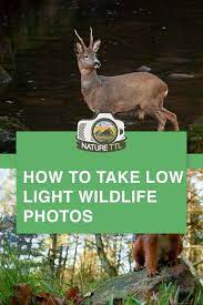 Learn How To Capture Photos Of Animals In Low Light Situations Dark Night Low Light Photograp Wildlife Photography Tips Wildlife Photography Animal Photo