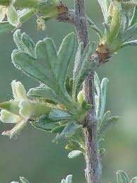 Image result for Polystachya tridentata