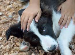 I hear the comment, it's only a dog. Finding The Best Border Collie Puppies For Sale Near You Bordercolliehealth