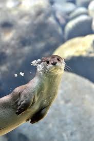 Otter Notices Human As He Swims By The Daily Otter Cute Animals Animals Funny Animals