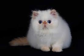 He has beautiful blue eyes, a playful and loving. Flame Point Himalayan Persian Cats
