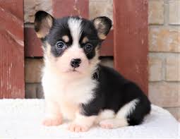 We have cheap and healthy corgi puppies for sale in the united states and canada. Friendly Welshcorgi Welsh Corgi Puppies Cute Puppies Puppies