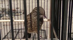 Meski ukurannya lebih kecil dari burung kacer tetapi suara kicau burung decu juga bisa bersanding dengan suara burung kacer. 26 Ciri Ciri Decu Trotol The Best Drop Fade Hairstyles