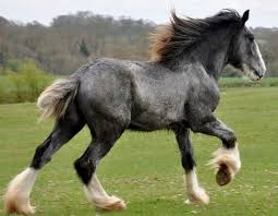Shire Horse 78 Best Ideas About Shire Horse On Pinterest Draft Horses Pretty Clydesdale Horses Horses Shire Horse