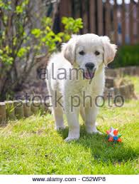 In general, labradors are not much different from golden retrievers in size and shape. White Golden Retriever Puppy Stock Photo Alamy