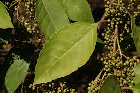 Image result for Maesa lanceolata