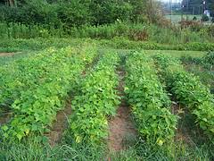 Maybe you would like to learn more about one of these? Planting Green Beans