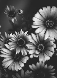 You can also upload and share your favorite sunflower backgrounds. Black And White Sunflower Wallpapers Top Free Black And White Sunflower Backgrounds Wallpaperaccess