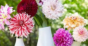Pin On Gardening