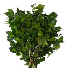 Image result for Hedera