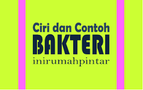 Ada beberapa bakteri yang merugikan penyebab makanan busuk yang antara lain yaitu: Ciri Ciri Contoh Bakteri Menguntungkan Dan Merugikan Manusia Inirumahpintar Com