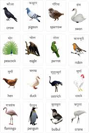 Buy Mfm Toys Birds Animals Bilingual Hindi English