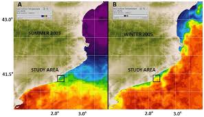 sea surface temperature charts a wave heat in summer 2003