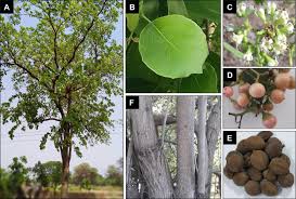 Image result for Terminalia bellirica